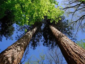 due alberi alti che guardano verso il cielo di Chalet, Wendorf a Wendorf