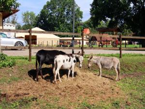 un groupe de vaches debout dans un champ dans l'établissement Holiday home Oliver, Wendorf, à Wendorf 28 autres photos