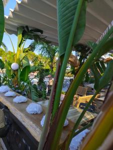 una mesa con un montón de plantas. en Argeles Mobil'holidays del mar camping 222, en Argelès-sur-Mer