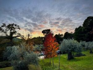 a red tree in a field with a sunset in the background at Casa Rural Las Gesillas in Arenas de San Pedro