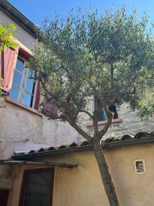 a tree in front of a building at Chambres d'hotes lecortile in Villeneuve-lès-Maguelonne