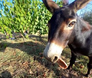 Gallery image of Agriturismo Gli Archi in Fauglia