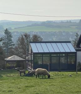 three sheep grazing in a field next to a building at Paradies in der Vulkaneifel - Panorama-Blick und Wintergarten für jedes Wetter in Burgbrohl