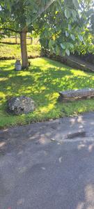 a tree sitting in the grass next to a street at Maison de campagne au cœur d'un village  +1 photo