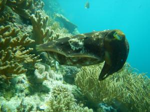 a fish swimming over the coral reef at "Shady Sea Raja Ampat" in Besir