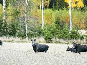 a group of animals standing in a field at 6 person holiday home in HÅCKSVIK in Burseryd