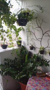 ベレンにあるApartamento Inteiro dois dormitórios e um banheiro social - Próximo ao Parque da Cidade e Hangar - COP30のギャラリーの写真