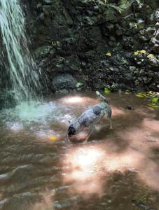 Imagen de la galería de Villa Piedra Cozy mountain house with trail and waterfall, en Atenas