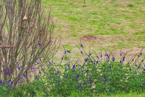 a bunch of purple flowers in a field at Hotel Mandalay 1941 in Pereira
