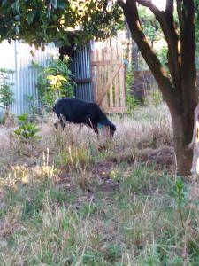 Animales en la casa o chalet o alrededores