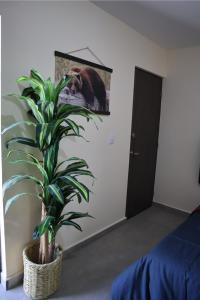 a plant in a room with a picture of a bear at Departamento en residencial privada in Saltillo