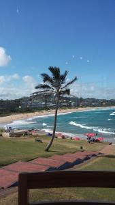 una palma seduta accanto a una spiaggia con l'oceano di Swallows Rest Cottage KZN a Scottburgh