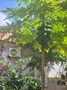 Fotografie z fotogalerie ubytování Jawda v destinaci Nungwi