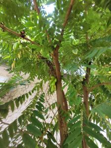 Fotografie z fotogalerie ubytování Jawda v destinaci Nungwi