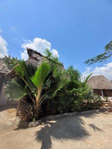 Fotografie z fotogalerie ubytování Jawda v destinaci Nungwi