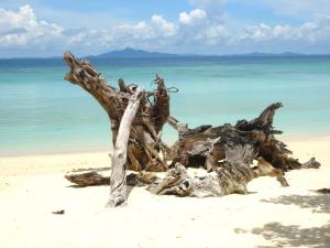 a tree stump on a beach with the ocean at Apartment with Sea Views in Sanxenxo