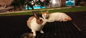 a cat and a rabbit laying on the ground at Hotel Good Life Unawatuna in Unawatuna