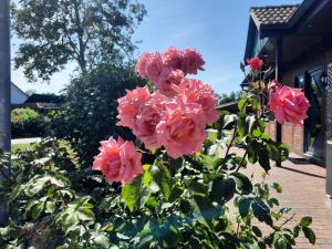 a bunch of pink roses in a garden at Ferienhaus Sasse Ferienwohnungen mit Garten & Grill in Mölschow