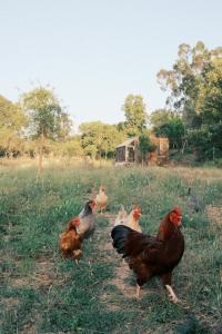 Φωτογραφία από το άλμπουμ του Helder Farm Studios σε Οντεμίρα +41 φωτογραφίες