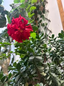 Foto de la galería de Old Yerevan Inn en Ereván