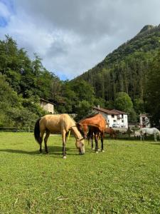 a group of horses grazing in a field of grass at ALBERGUE DE LASTUR in Deba