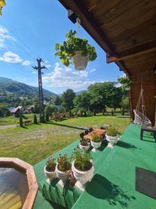 a group of potted plants sitting on a table at A frame Ina și Cristi in Tîrsa