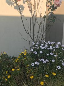 VosburgにあるCozy Luxury NO ANIMAL PRODUCTS ALLOWED ON PREMISESの庭の色彩豊かな花束 +1枚の写真