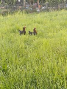 three birds standing in a field of tall grass at Villa Aroleid in Port-Valais