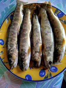 vier Fische auf einem Teller auf einem Tisch in der Unterkunft Lou camparol in Villeneuve