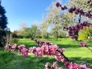 Zahrada ubytování Beautiful 18th Century Whole Manor House with Sole Use Private Pool + 59 fotografií