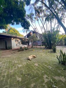 a dog laying on the grass in a yard at Casa Zorzal in Paso de la Patria +2 photos