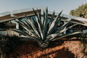 a pineapple plant in front of a building at DaNik Valle in Francisco Zarco