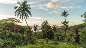 a group of palm trees in a forest at RAIATEA - Fare Fetii in Taoru