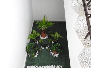 ケブラディリャスにあるWelcome to Casa Bonitaの植物のある部屋の床に置かれたプランター