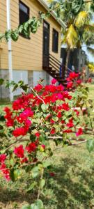 a group of red flowers in front of a house at Galloway's Cottage in Saint Johnʼs +44 photos
