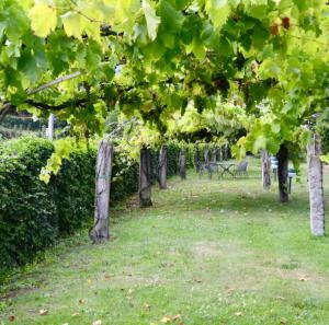 Κήπος έξω από το Casa Cortona - 2 Bedroom apartment