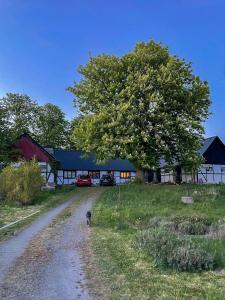 a dog walking down a dirt road in front of a barn at Renovated Scanian Farmhouse With Two Studios in Skåne-Tranås