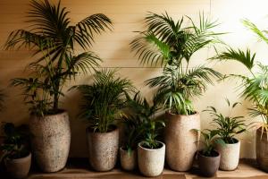 a row of potted plants sitting on a shelf at Maand Up Fremantle in Fremantle