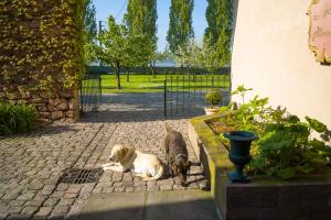 Domácí mazlíčci ubytovaní s hosty v ubytování Hotel Restaurant De l'Illwald