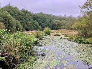 a river with plants and trees in a field at 6 person holiday home in Ansager in Ansager