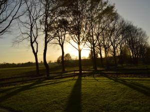 a group of trees in a field with the sunset at Farmhouse in Elsendorp near Forest Trails in Elsendorp