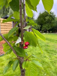 a branch of a tree with red berries on it at Maison Frieda in Oostkamp