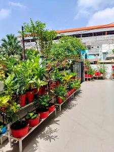 Κήπος έξω από το Home like Stay