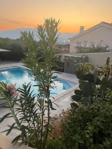 a swimming pool in a yard with plants at Edith et Jean-Paul in Porto-Vecchio