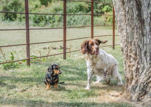 two dogs standing in the grass next to a fence at Firtree Farm Lodges in Yeovil