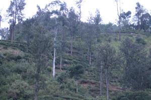 Gallery image of Ella Rock Land in Ella
