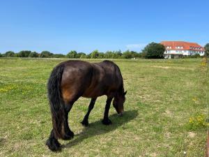 Gallery image of Studio "MS Muschel" im Ferienpark in Neddesitz