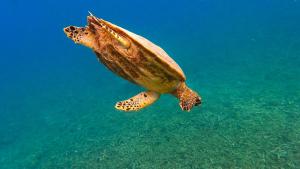 a green sea turtle swimming in the water at Taatoh Seaview Resort - SHA Plus in Koh Tao