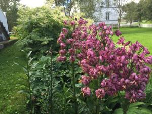 Giardino di Arctic Garden