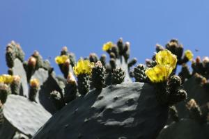 Fotografie z fotogalerie ubytování Tenuta Cammarana v destinaci Donnafugata